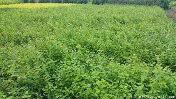 棣棠花多少錢 棣棠花多少錢