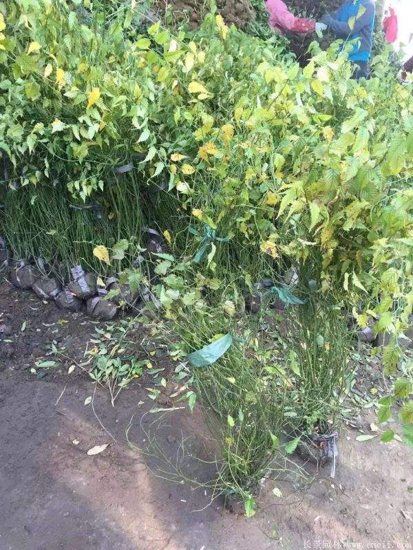 棣棠價格 棣棠價格