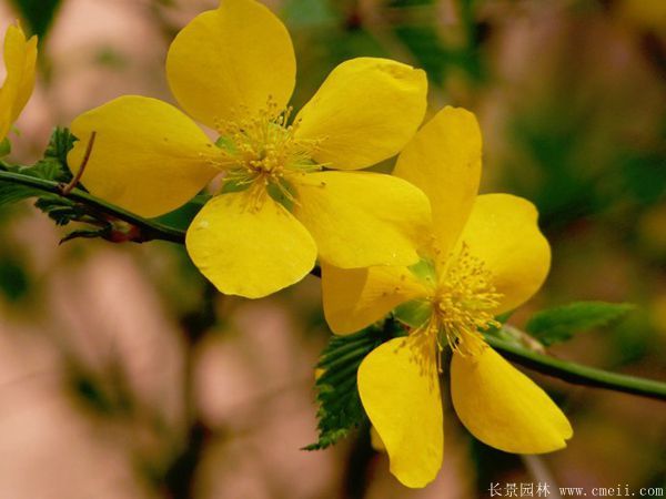 棣棠價格 棣棠價格