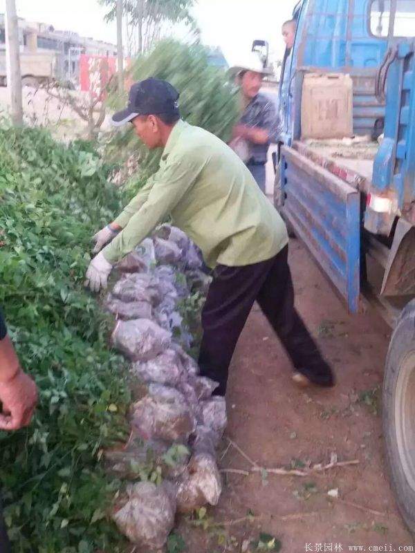 江蘇棣棠花價格