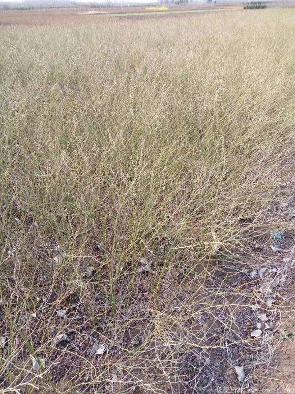 沭陽棣棠花 沭陽棣棠花