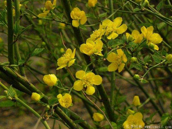 沭陽單重瓣棣棠花價(jià)格