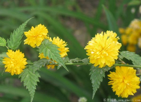 沭陽單重瓣棣棠花價(jià)格