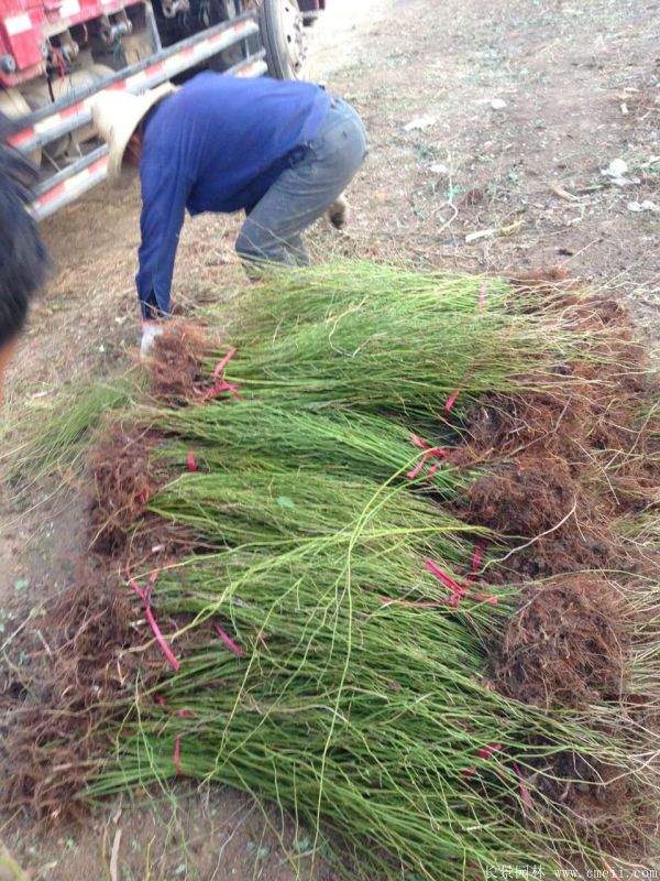 沭陽單重瓣棣棠花價(jià)格