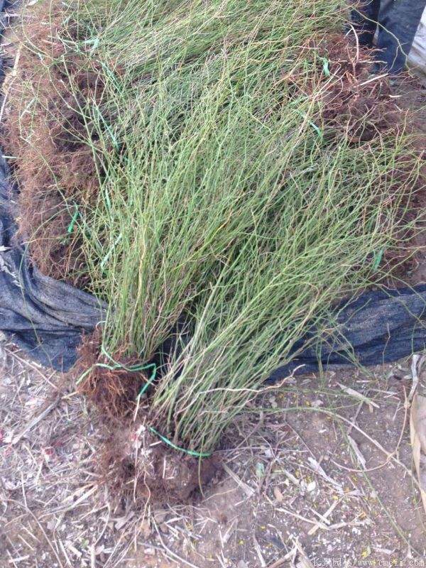 2016沭陽的棣棠價格