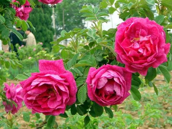 物美價廉的食用玫瑰在哪買？