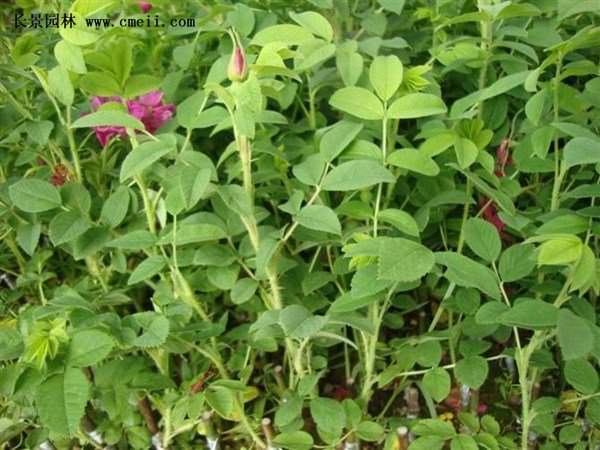 物美價廉的食用玫瑰在哪買？