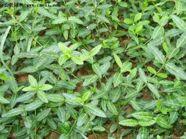 扶芳藤規格 扶芳藤規格