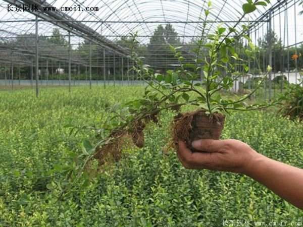 2016扶芳藤多少錢一棵 2016扶芳藤多少錢一棵