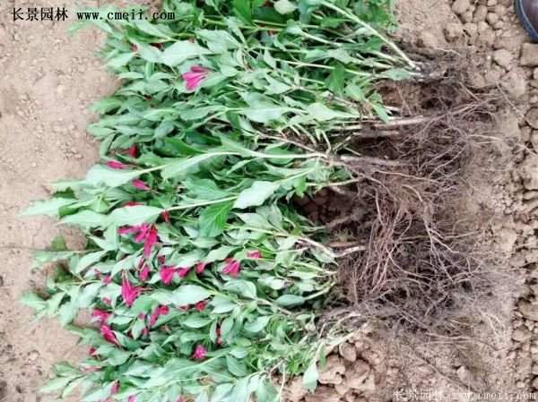 紅王子錦帶價(jià)格