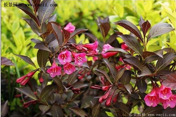 紅王子錦帶花 紅王子錦帶花