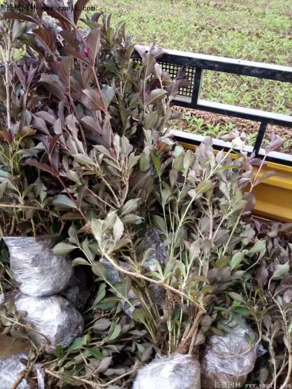 紅王子錦帶花 紅王子錦帶花