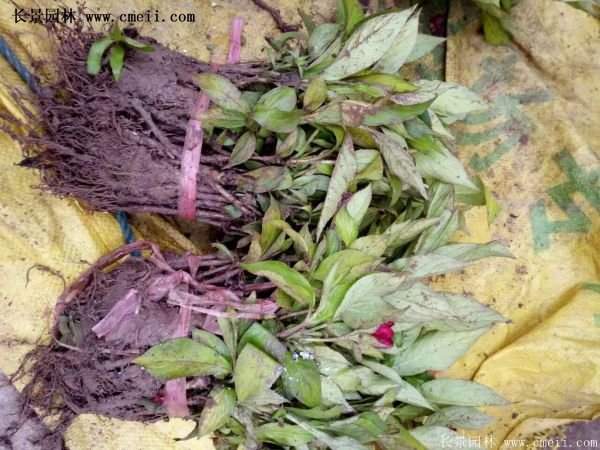 紅王子錦帶花 紅王子錦帶花