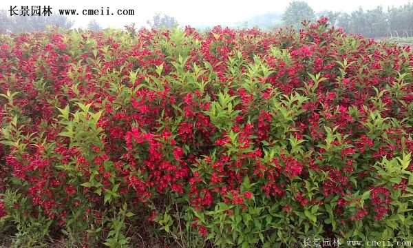 紅王子錦帶工程苗 紅王子錦帶工程苗