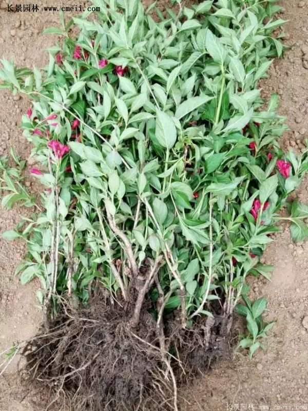 沭陽“三省”的紅王子錦帶花的價格表 沭陽“三省”的紅王子錦帶花的價格表