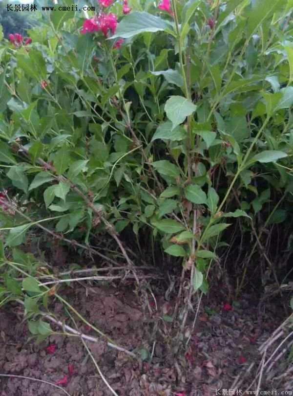 沭陽“三省”的紅王子錦帶花的價格表 沭陽“三省”的紅王子錦帶花的價格表