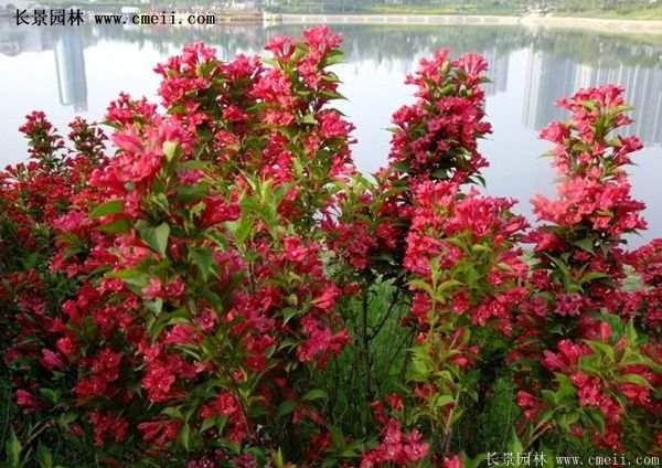 紅王子錦帶用途 紅王子錦帶用途