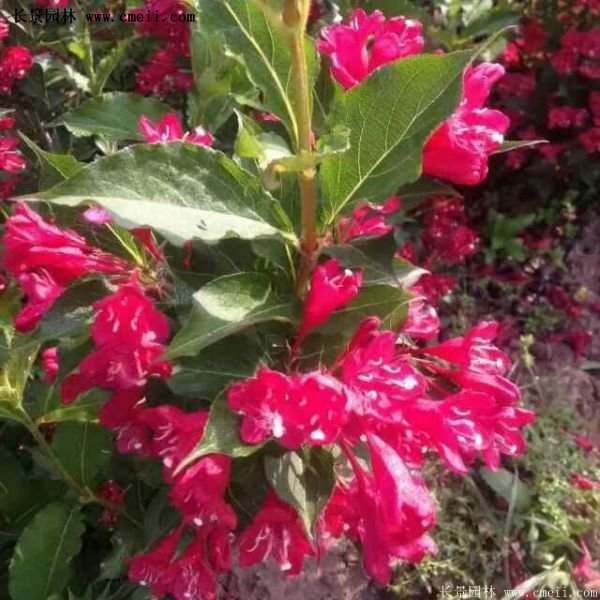 紅王子錦帶用途 紅王子錦帶用途