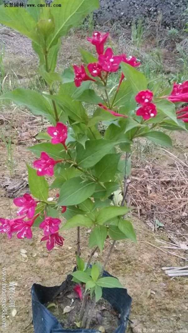 紅王子錦帶價格 紅王子錦帶價格