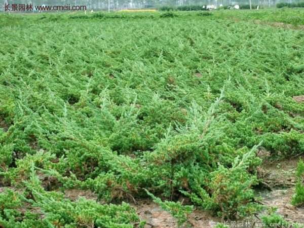 沭陽地柏規格 沭陽地柏規格