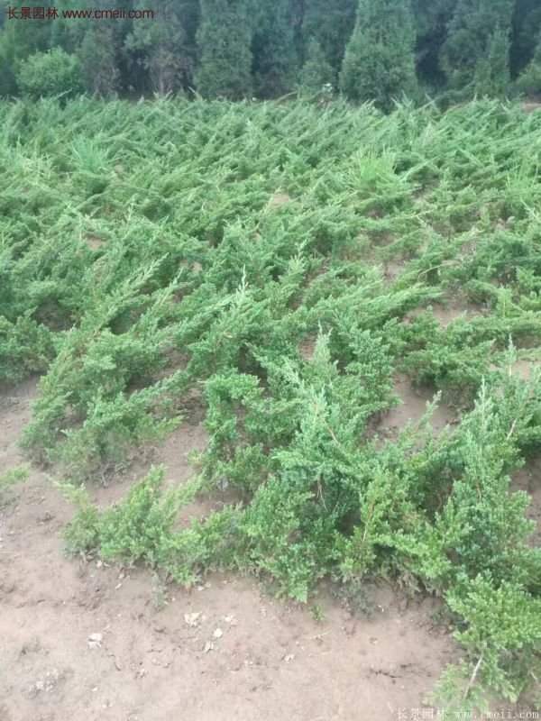 沭陽地柏規格 沭陽地柏規格