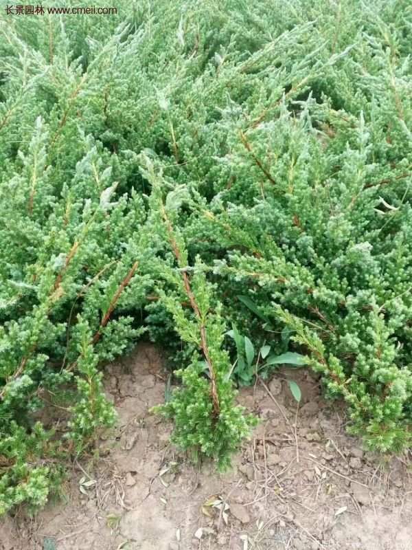 沭陽地柏規格 沭陽地柏規格