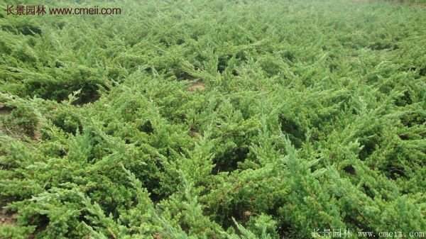 沭陽地柏規格 沭陽地柏規格