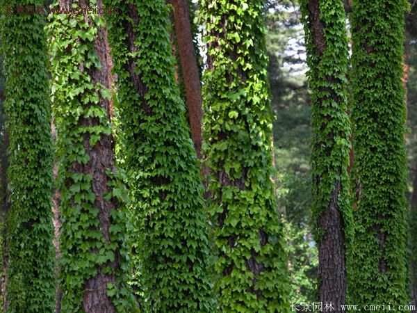 爬山虎一株多少錢？