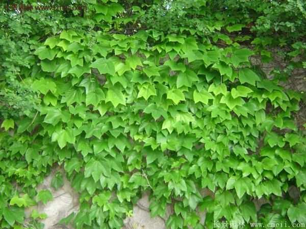 爬山虎一株多少錢？