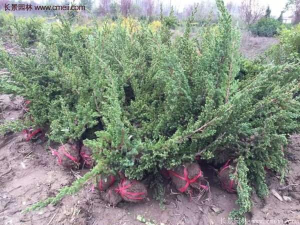 沭陽地柏 沭陽地柏