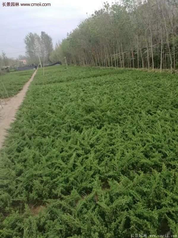 沭陽地柏苗的價格 沭陽地柏苗的價格