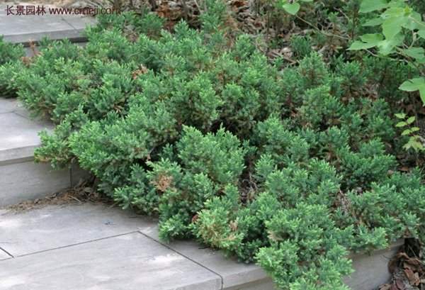 沭陽地柏苗的價格 沭陽地柏苗的價格