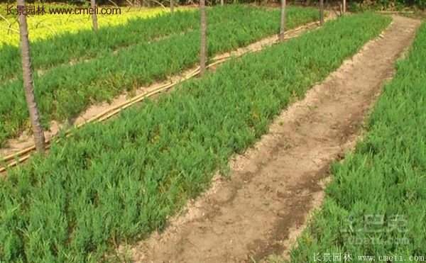 沭陽爬地柏 沭陽爬地柏