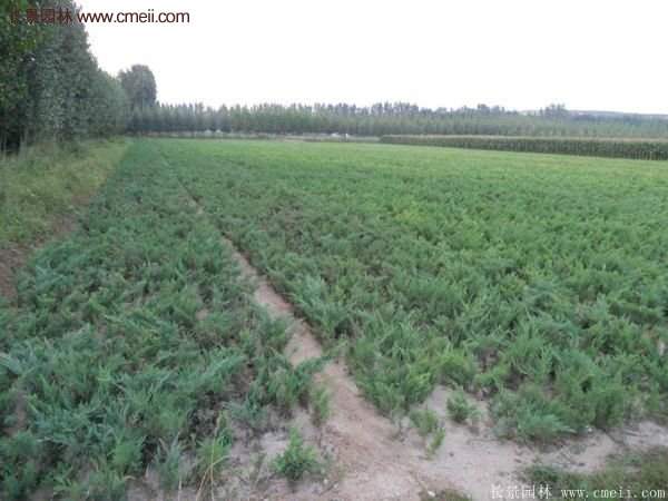 沭陽爬地柏 沭陽爬地柏