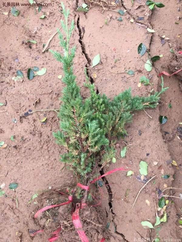 沭陽爬地柏 沭陽爬地柏