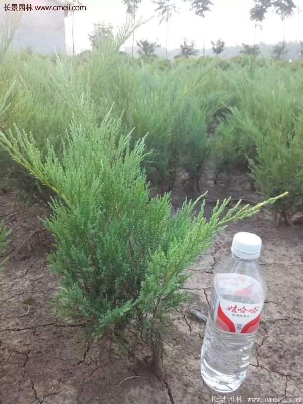 沭陽沙地柏 沭陽沙地柏