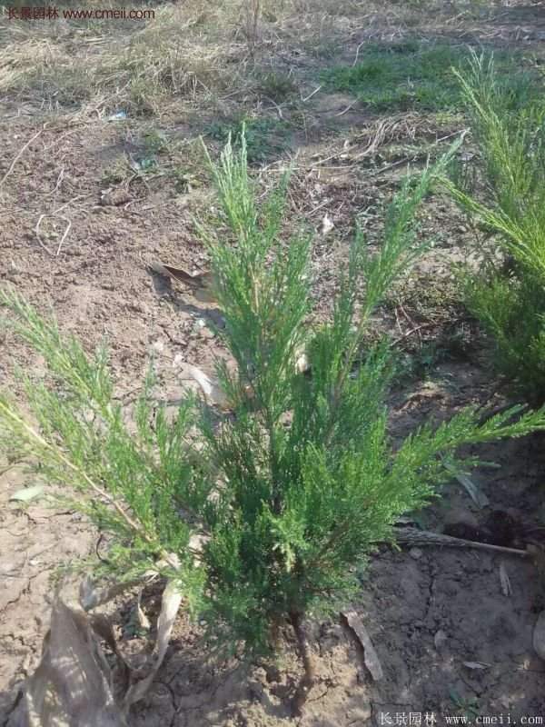 沙地柏的行情 沙地柏的行情