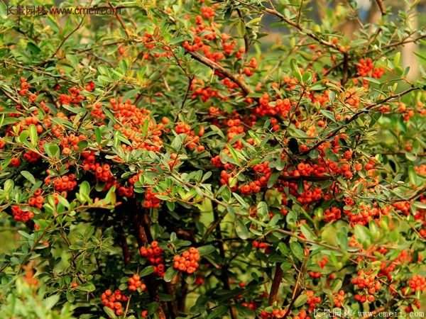 火棘盆景 火棘盆景