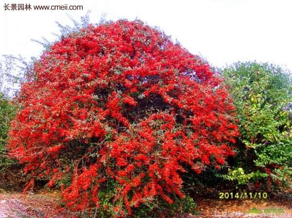 沭陽火棘球 沭陽火棘球