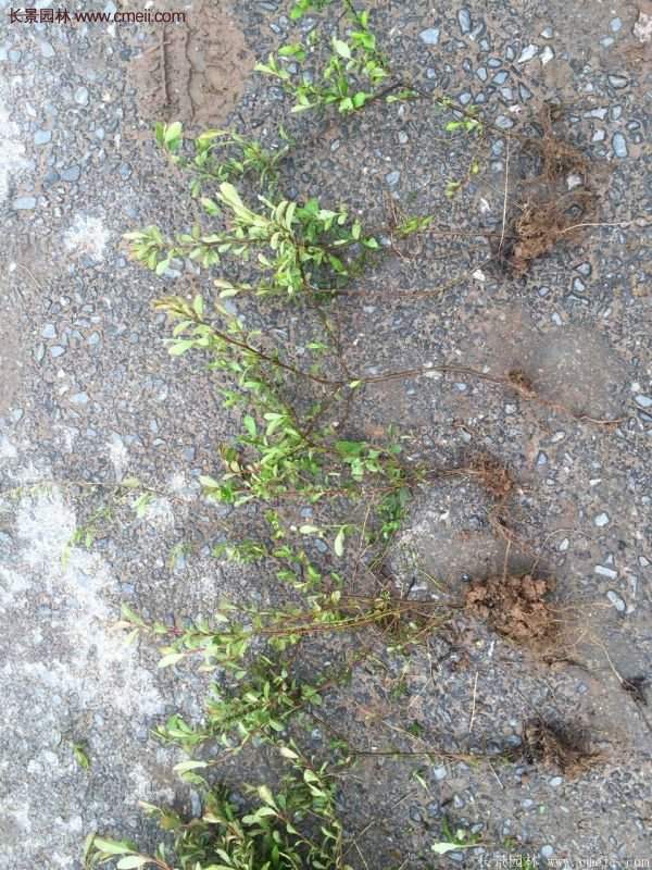 沭陽(yáng)火棘專(zhuān)賣(mài)