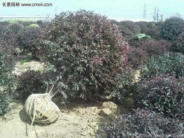 沭陽(yáng)火棘基地