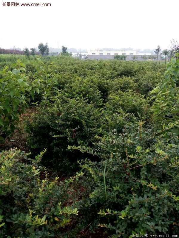 沭陽低價火棘苗 沭陽低價火棘苗