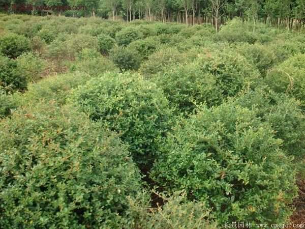 火棘苗 火棘苗