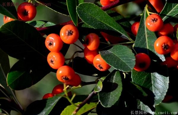 沭陽(yáng)火棘的標(biāo)準(zhǔn)