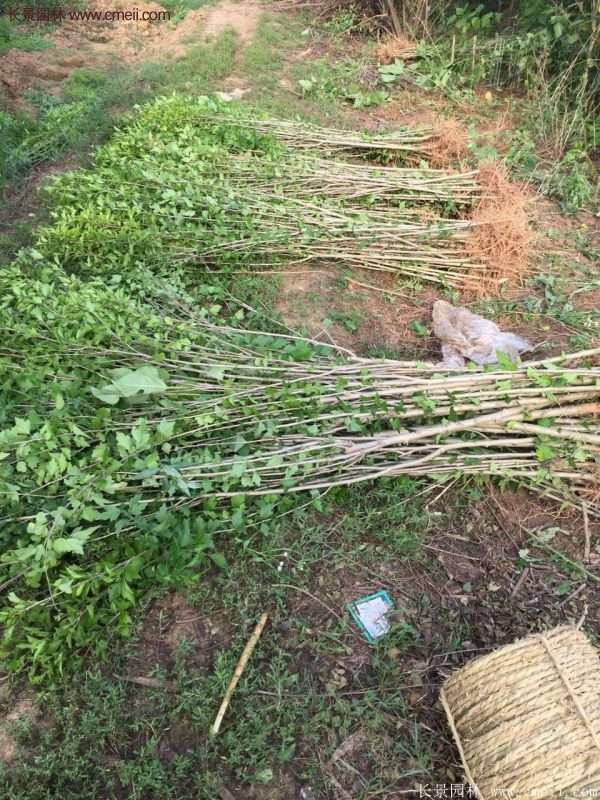 優質木槿花樹苗