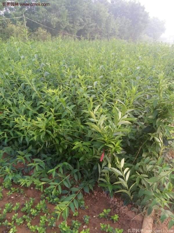 沭陽連翹規格 沭陽連翹規格