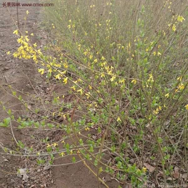 沭陽連翹的行情 沭陽連翹的行情