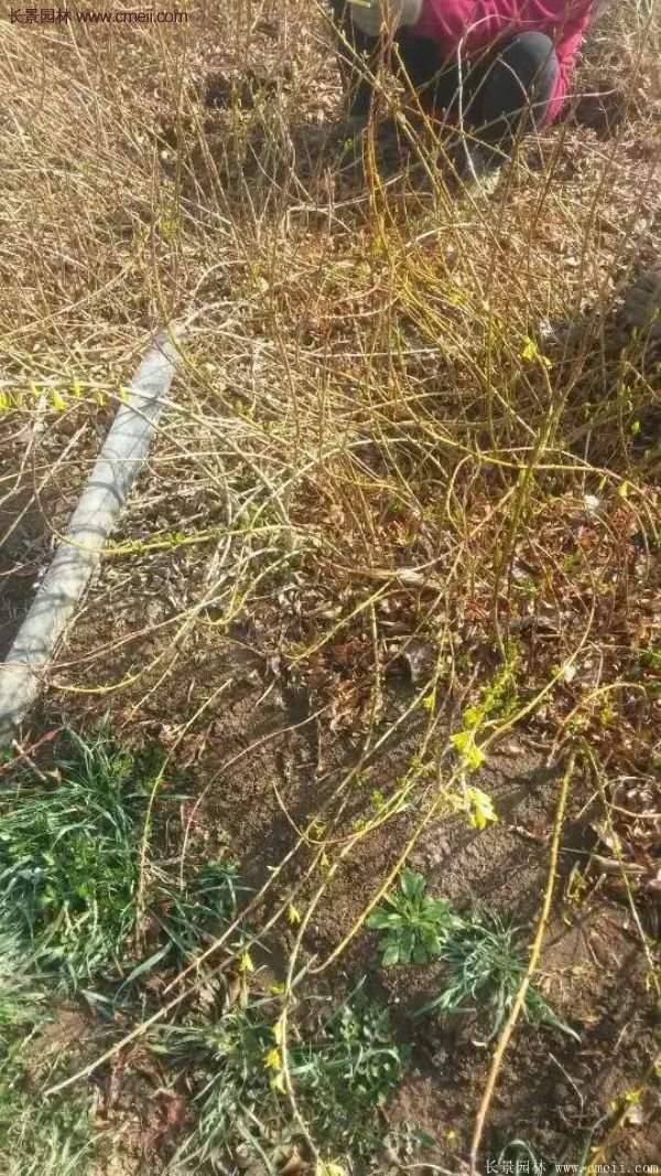 沭陽連翹的行情 沭陽連翹的行情