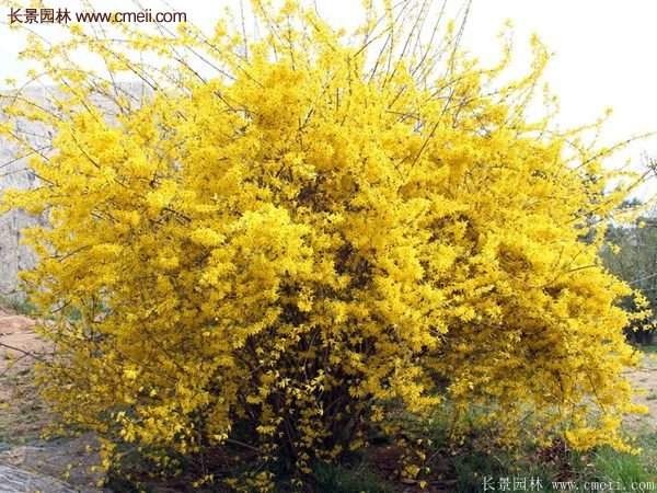 沭陽的連翹苗 沭陽的連翹苗