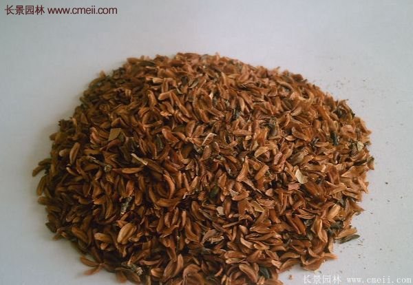 沭陽的連翹市場 沭陽的連翹市場